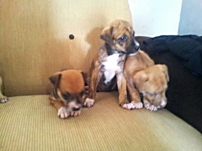 Cachorro ra a perdigueiro idade Abaixo de 2 meses nome ADOTE
