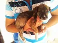 ADOTE