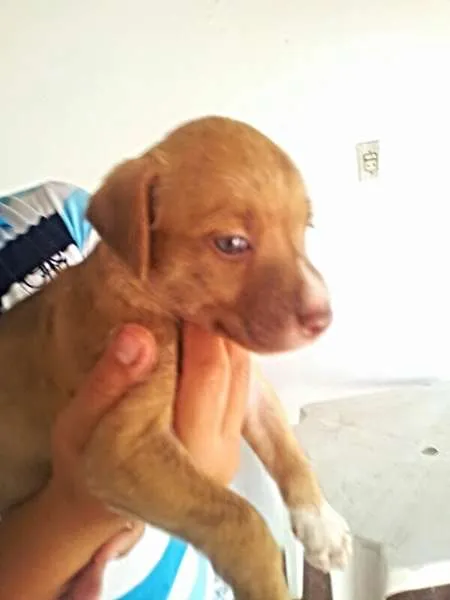 Cachorro ra a perdigueiro idade Abaixo de 2 meses nome ADOTE