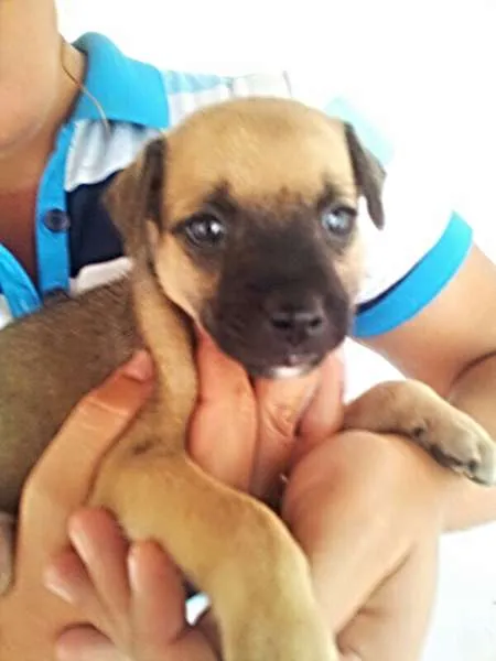 Cachorro ra a perdigueiro idade Abaixo de 2 meses nome ADOTE