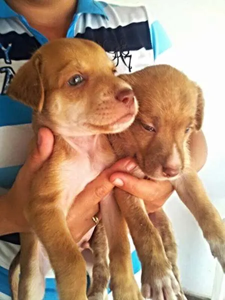 Cachorro ra a perdigueiro idade Abaixo de 2 meses nome ADOTE