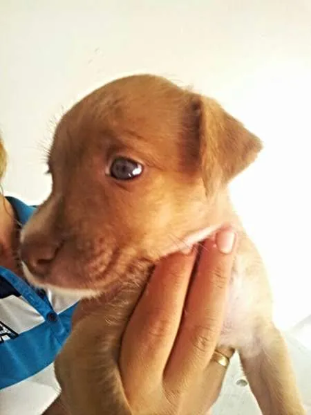 Cachorro ra a perdigueiro idade Abaixo de 2 meses nome ADOTE