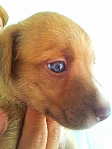 Cachorro ra a perdigueiro idade Abaixo de 2 meses nome ADOTE