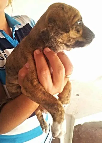 Cachorro ra a perdigueiro idade Abaixo de 2 meses nome ADOTE