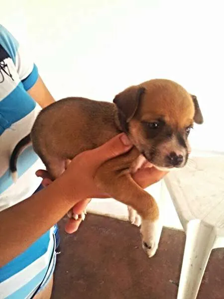 Cachorro ra a perdigueiro idade Abaixo de 2 meses nome ADOTE