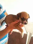 ADOTE