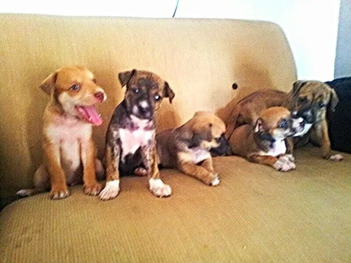 Cachorro ra a perdigueiro idade Abaixo de 2 meses nome ADOTE