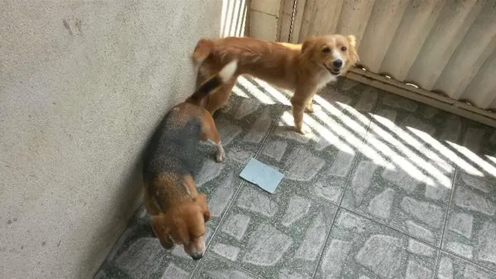 Cachorro ra a Beagle e SRN idade 5 anos nome Lorena e Nina