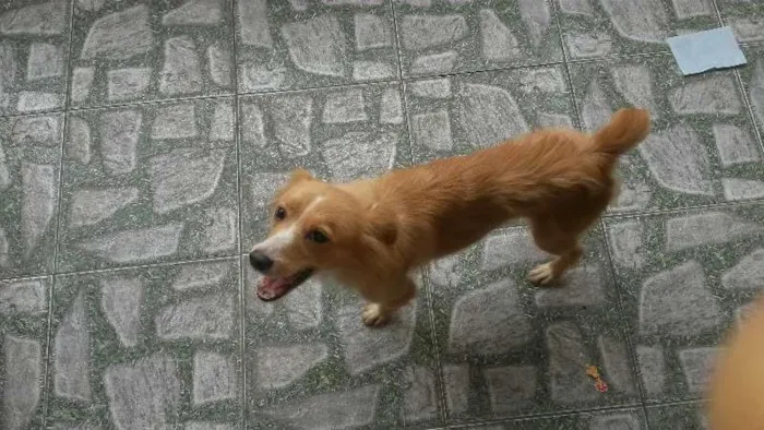 Cachorro ra a Beagle e SRN idade 5 anos nome Lorena e Nina