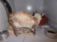Frapê