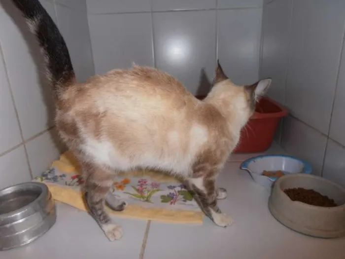 Gato ra a srd idade 2 a 6 meses nome Frapê