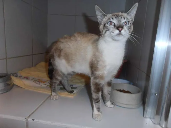 Gato ra a srd idade 2 a 6 meses nome Frapê