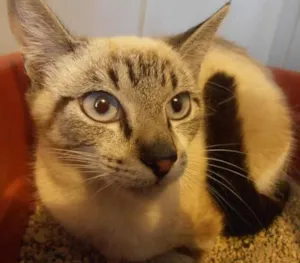 Gato raça srd idade 2 a 6 meses nome Frapê