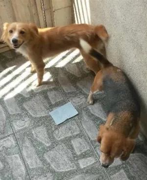 Cachorro raça Beagle e SRN idade 5 anos nome Lorena e Nina