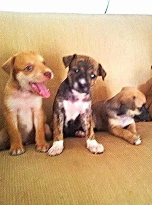 Cachorro raça perdigueiro idade Abaixo de 2 meses nome ADOTE