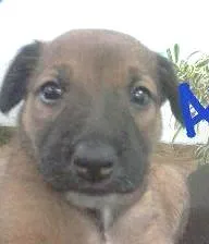 Cachorro raça BEAGLE X BASSET idade Abaixo de 2 meses nome APOLLO
