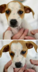 Cachorro raça SRD idade 2 a 6 meses nome Maria Bonita