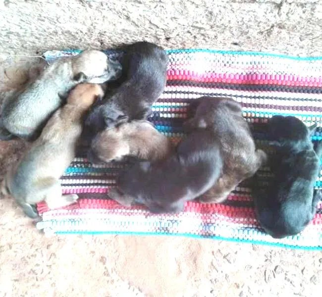 Cachorro ra a MISTURADA idade Abaixo de 2 meses nome ESCOLHER