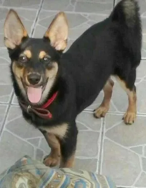 Cachorro raça vira lata idade 7 a 11 meses nome Bethoven