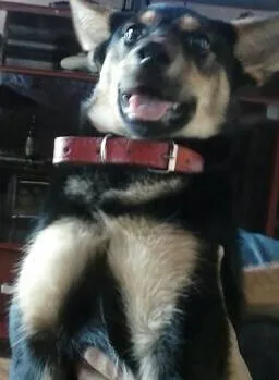 Cachorro ra a vira lata idade 7 a 11 meses nome Bethoven