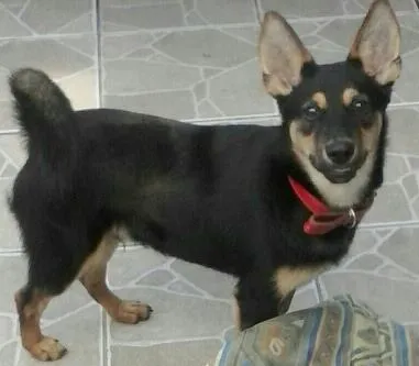 Cachorro ra a vira lata idade 7 a 11 meses nome Bethoven