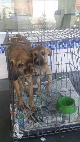 Cachorro ra a SRD idade 2 a 6 meses nome Mae e filha
