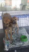 Mae e filha
