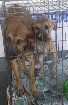 Cachorro raça SRD idade 2 a 6 meses nome Mae e filha