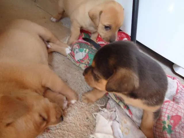 Cachorro raça  idade Abaixo de 2 meses nome mistiço BASÊ