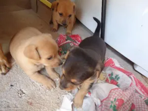 Cachorro raça  idade Abaixo de 2 meses nome mistiço BASÊ