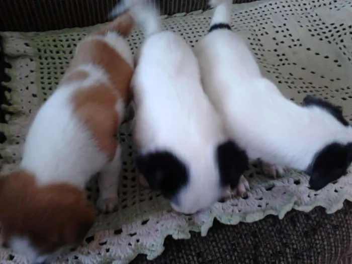 Cachorro ra a SRD idade 2 a 6 meses nome filhote