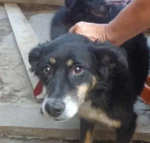 Cachorro raça SRD idade 2 anos nome ELKI