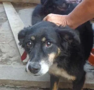 Cachorro ra a SRD idade 2 anos nome ELKI
