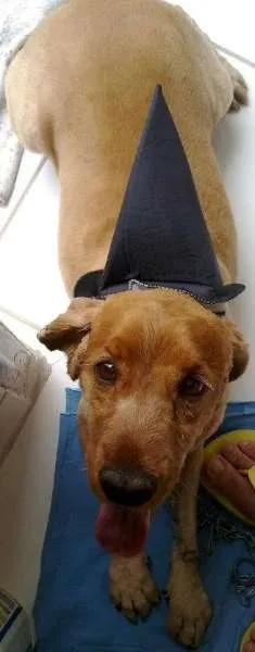 Cachorro ra a Cocker idade 6 ou mais anos nome Clarck kent