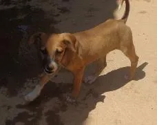 Cachorro raça SRD idade 2 a 6 meses nome TIQUITITA
