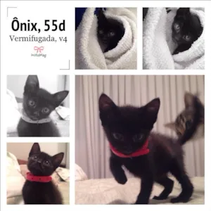 Gato raça SRD idade 2 a 6 meses nome Ônix