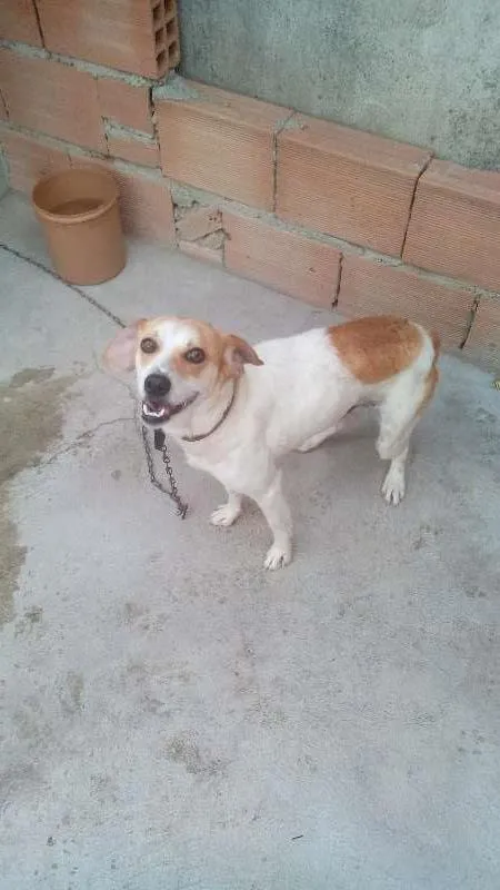 Cachorro raça SRD idade  nome toquinho