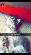 Gato ra a Sem raça idade 2 a 6 meses nome Sem nome