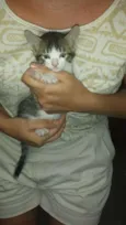 Tico
