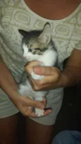 Tico