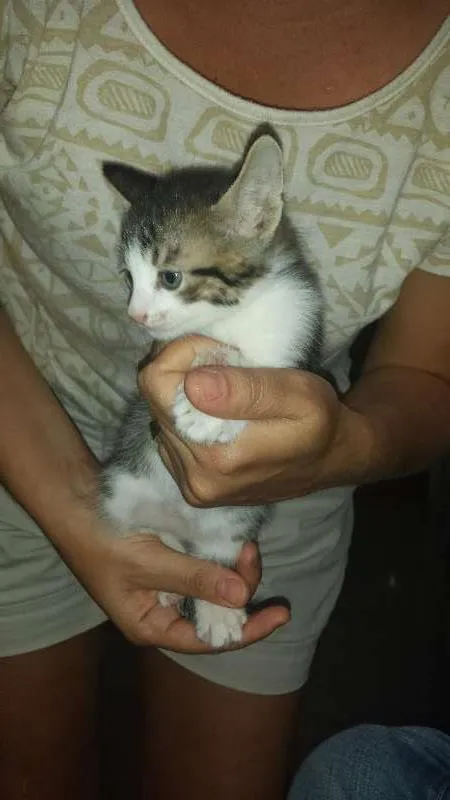 Gato ra a SRD idade Abaixo de 2 meses nome Tico
