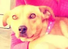 Cachorro raça vira lata idade 4 anos nome Melly