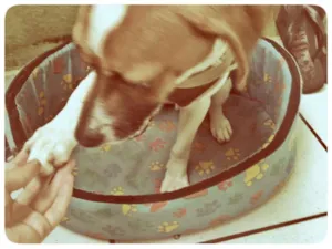 Cachorro raça SRD idade 3 anos nome Flish