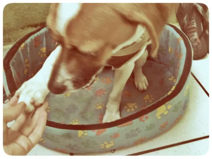 Cachorro ra a SRD idade 3 anos nome Flish