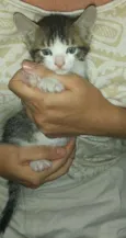 Tico