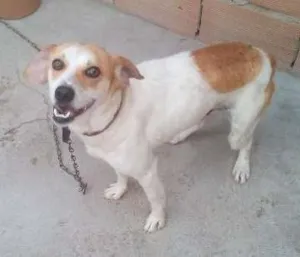 Cachorro raça SRD idade  nome toquinho
