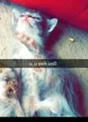 Gato raça Sem raça idade 2 a 6 meses nome Sem nome