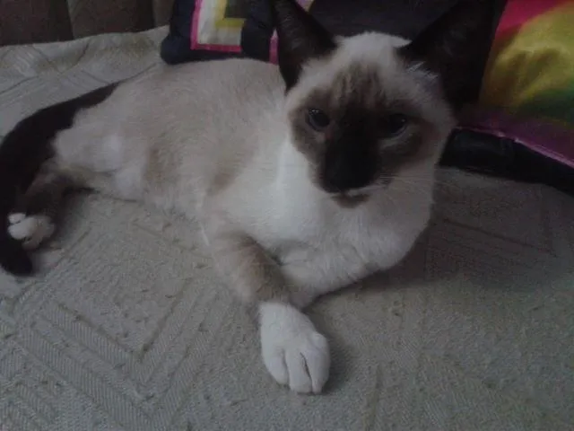 Gato raça Siamês idade 2 a 6 meses nome rabão