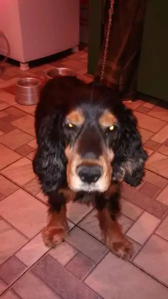Cachorro ra a Cocker idade 6 ou mais anos nome thor