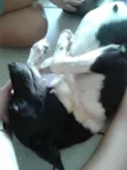 Mocinha